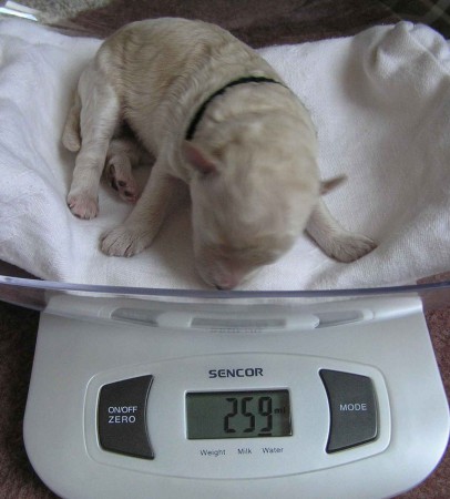 6. den pejsek BECRUX Dorly snowflake Fell